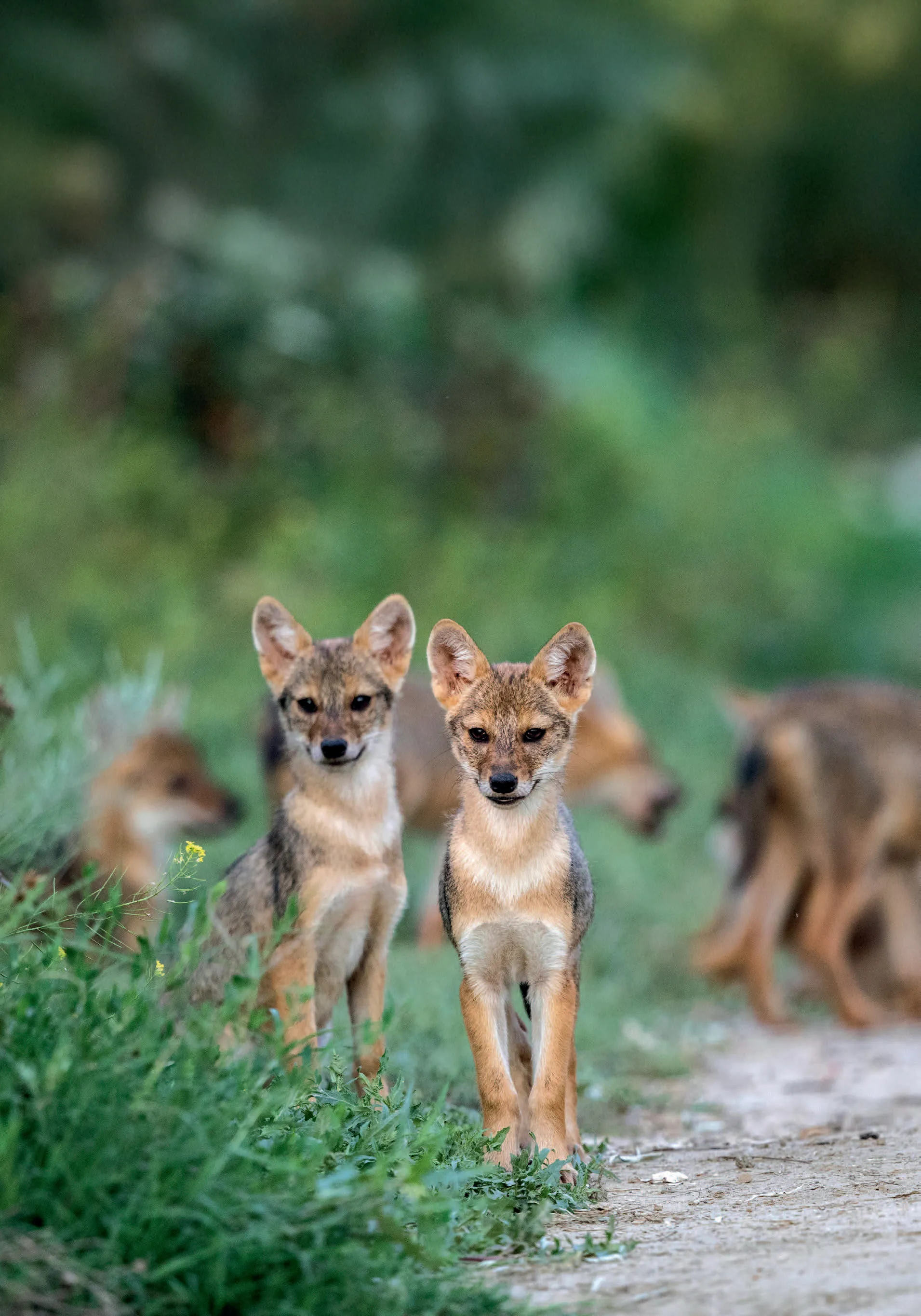 026_Derron_Goldschakal_9783258084152_(c)Daniela Derron-Hilfiker